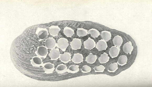 Imagem de Tritogonia Agassiz 1852
