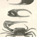 Слика од Minuca brevifrons (Stimpson 1860)