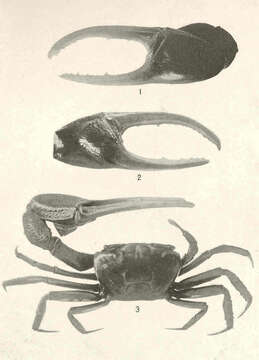 Image of Minuca brevifrons (Stimpson 1860)