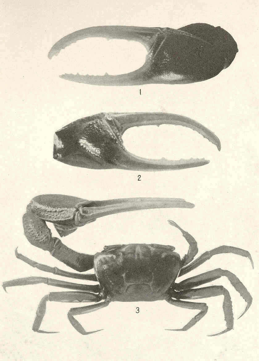 صورة Minuca brevifrons (Stimpson 1860)