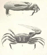 Image of fiddler crabs and ghost crabs