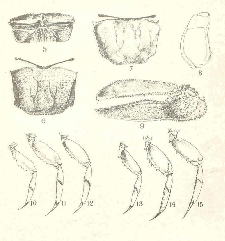 Image of Ocypodoidea Rafinesque 1815