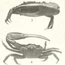 Image of Minuca mordax (Smith 1870)