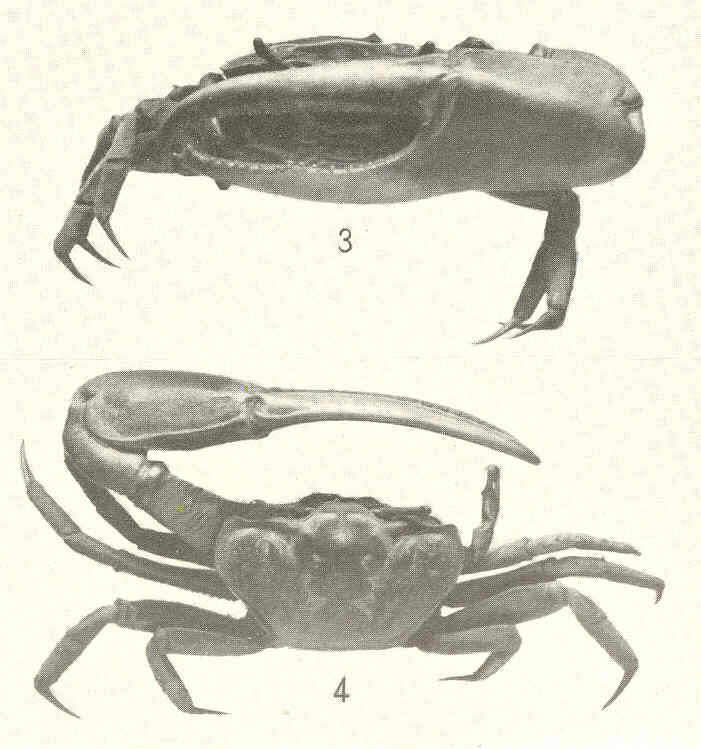 Image of Minuca mordax (Smith 1870)