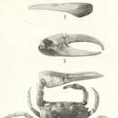 Image of <i>Petruca panamensis</i> (Stimpson 1859)
