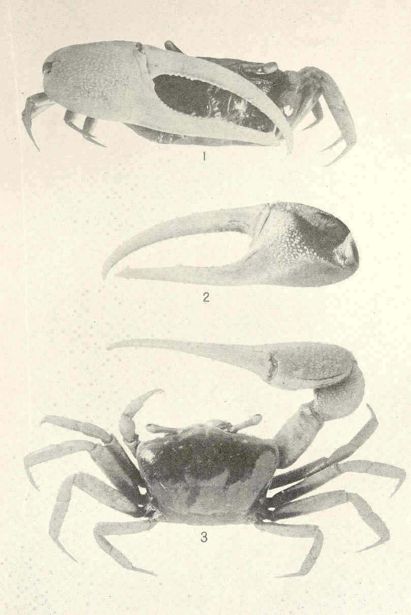 Image de Ocypodidae Rafinesque 1815