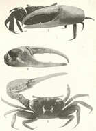 Image de Ocypodidae Rafinesque 1815