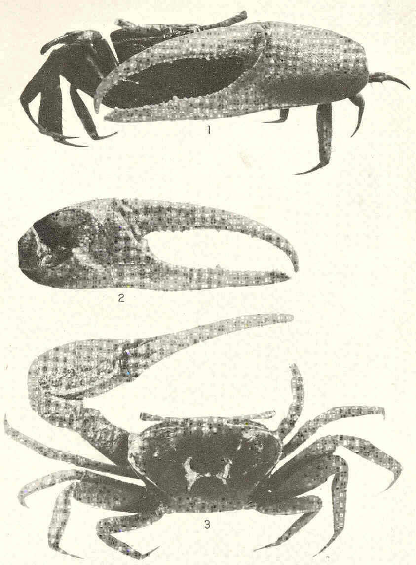 Image of fiddler crabs and ghost crabs