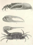 Image of fiddler crabs and ghost crabs