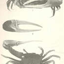 Leptuca stenodactylus (H. Milne Edwards & Lucas 1843) resmi