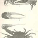 Imagem de Leptuca stenodactylus (H. Milne Edwards & Lucas 1843)