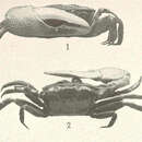 Image de <i>Uca stylifera</i>