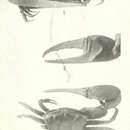 Image of Leptuca uruguayensis (Nobili 1901)