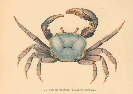 Image of Fiddler crab