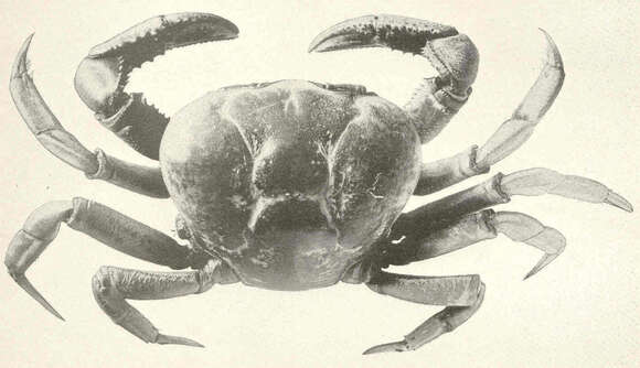 Image of Fiddler crab