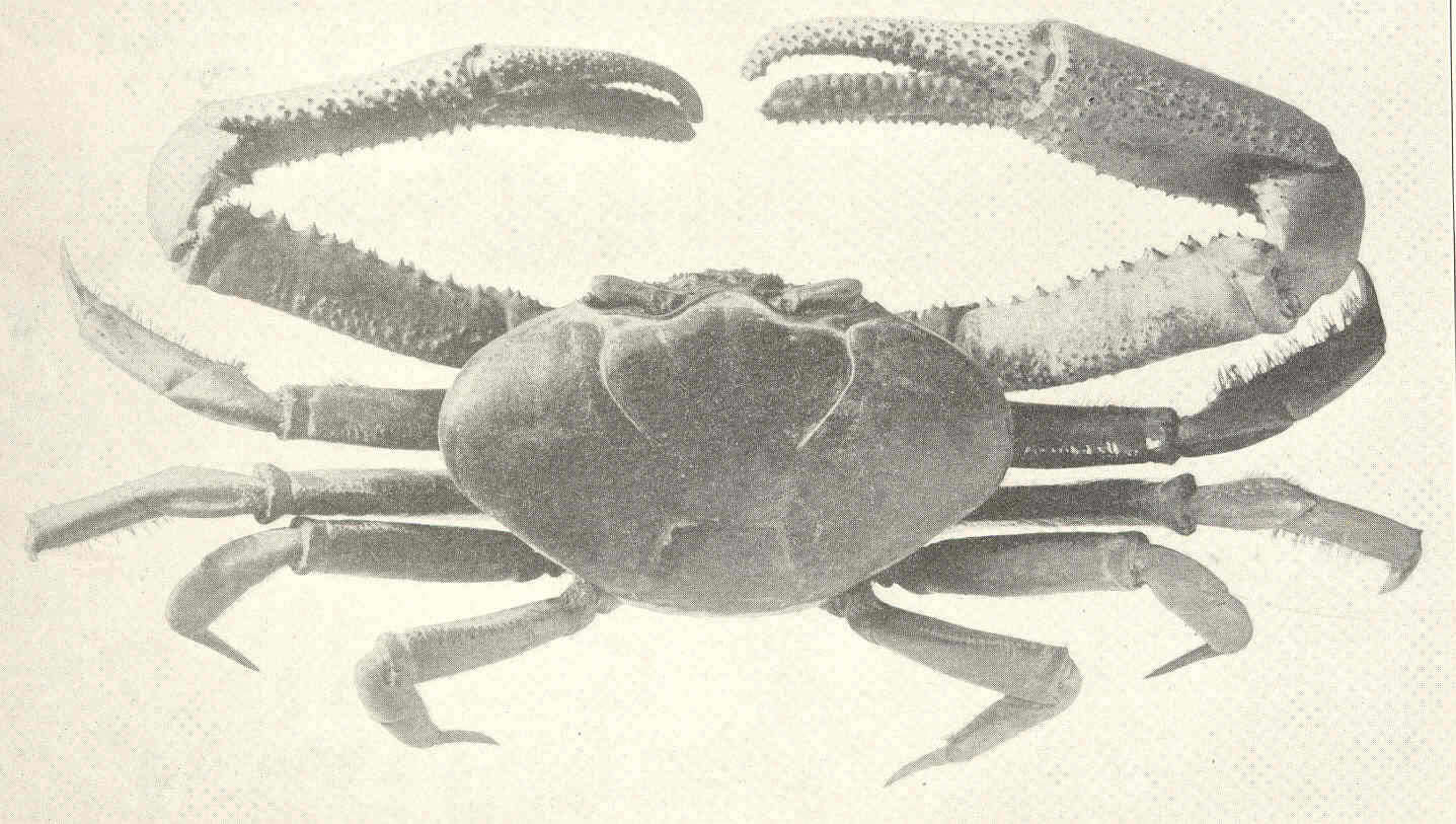 Image of Fiddler crab