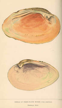 Image of unionid freshwater mussels