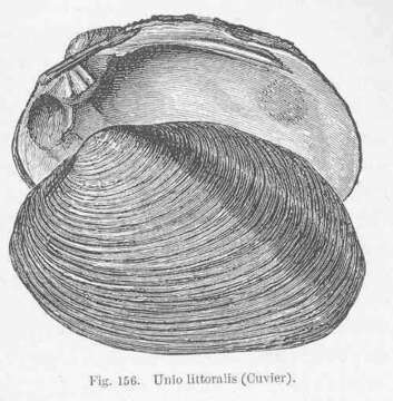 Image of unionid freshwater mussels