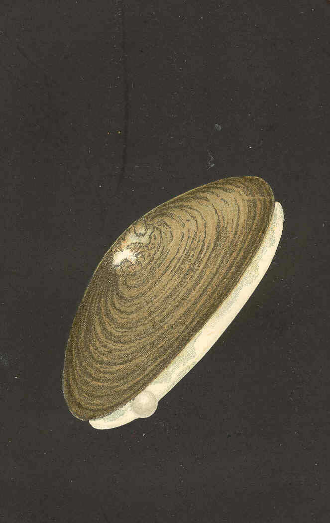 Image of unionid freshwater mussels