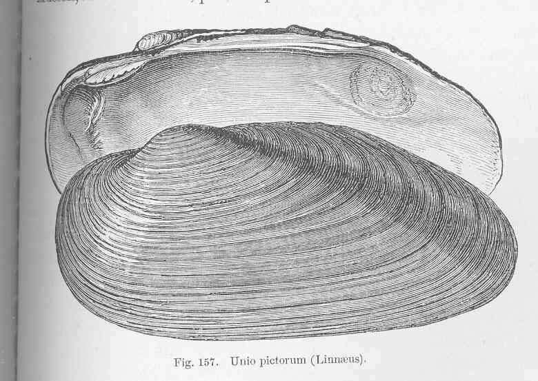 Image of Unio Philipsson 1788