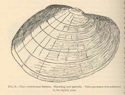 Image of unionid freshwater mussels