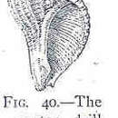 Sivun Urosalpinx cinerea (Say 1822) kuva