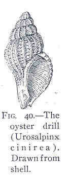 Imagem de Urosalpinx Stimpson 1865