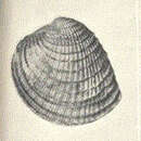 Imagem de Chione cancellata (Linnaeus 1767)