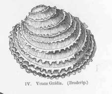 Image de Veneroidea Rafinesque 1815