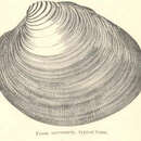 Image of hard clam