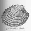 Image of Circomphalus foliaceolamellosus (Dillwyn 1817)