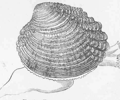 Imagem de Venus Linnaeus 1758