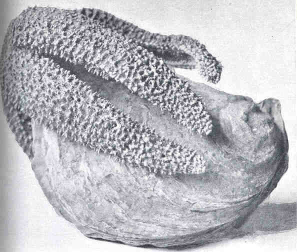 Asterozoa resmi