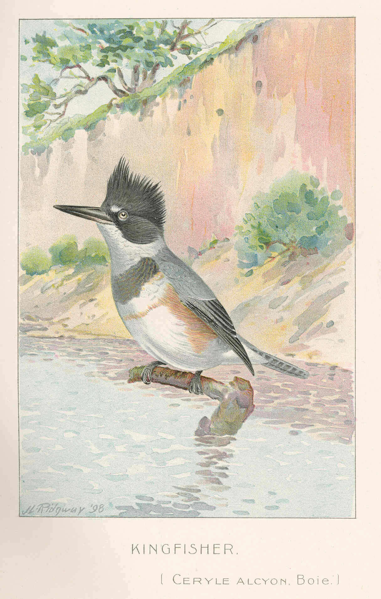 Image of Megaceryle Kaup 1848