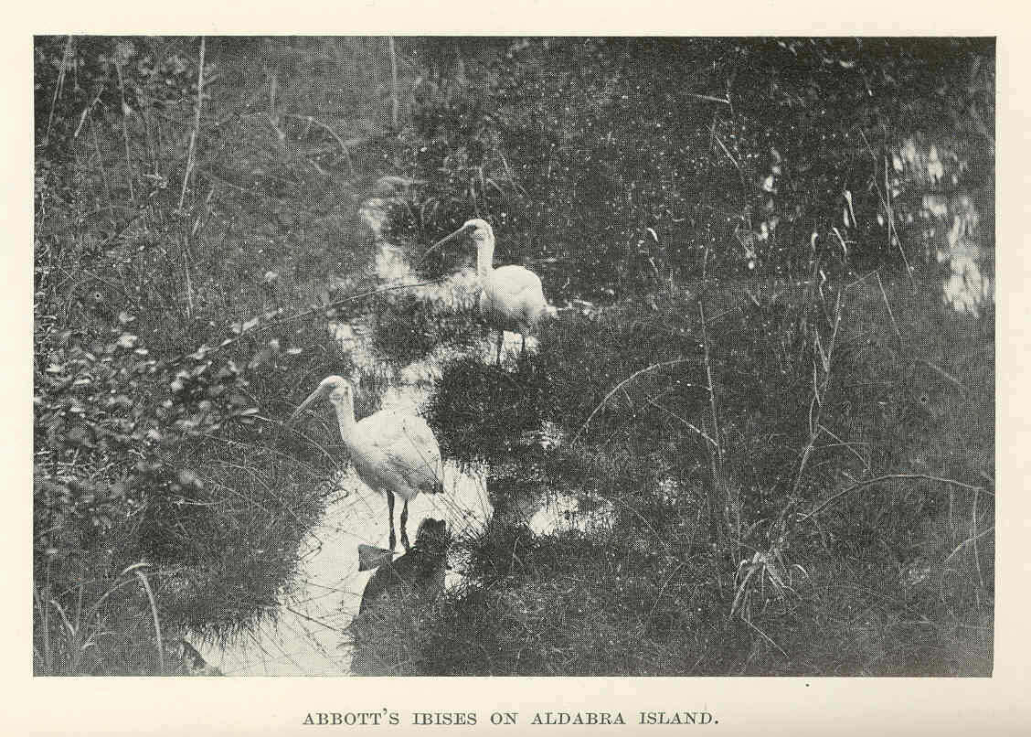 Image of storks