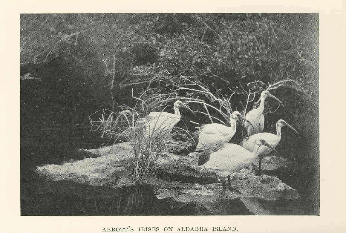 Image of storks
