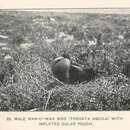 Image of Ascension Frigatebird