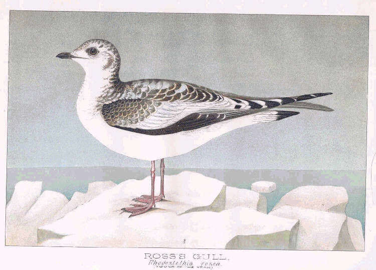 Sivun Rhodostethia MacGillivray & W 1842 kuva
