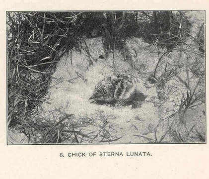 Image of Brown-backed terns