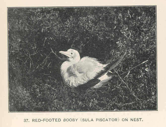 Image of gannets and boobies