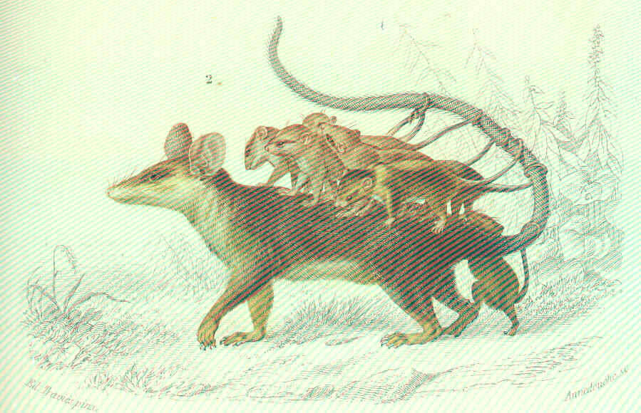 Image of marsupial mammals