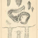 Image of bristleworm