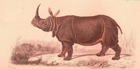 Imagem de Rhinocerotidae