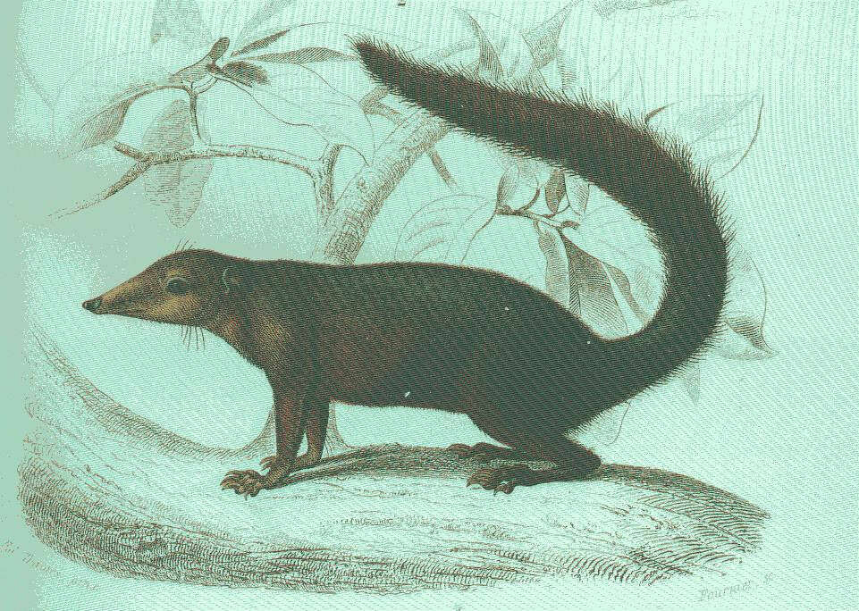 Слика од Tupaiidae Gray 1825