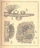 Image of Raphitomidae Bellardi 1875