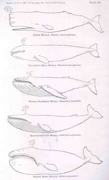 Image of sperm whales