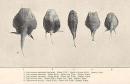 Image of batfishes