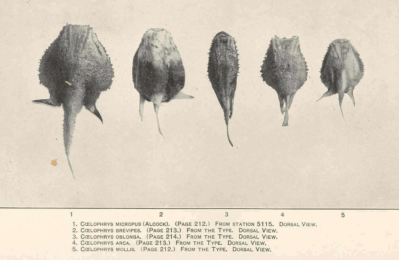 Image of batfishes