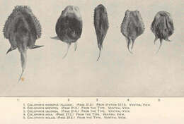 Image of batfishes