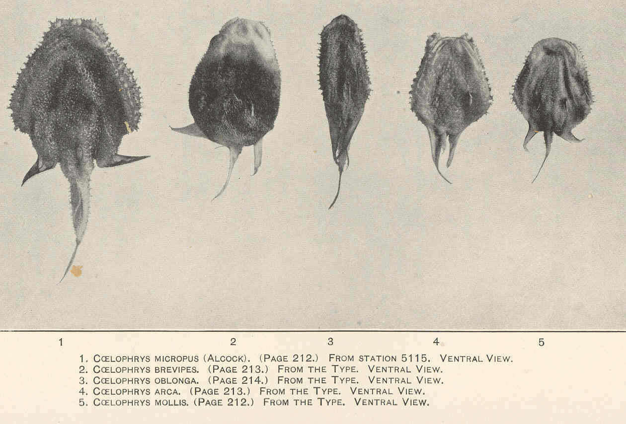 Image of Ogcocephalioidei